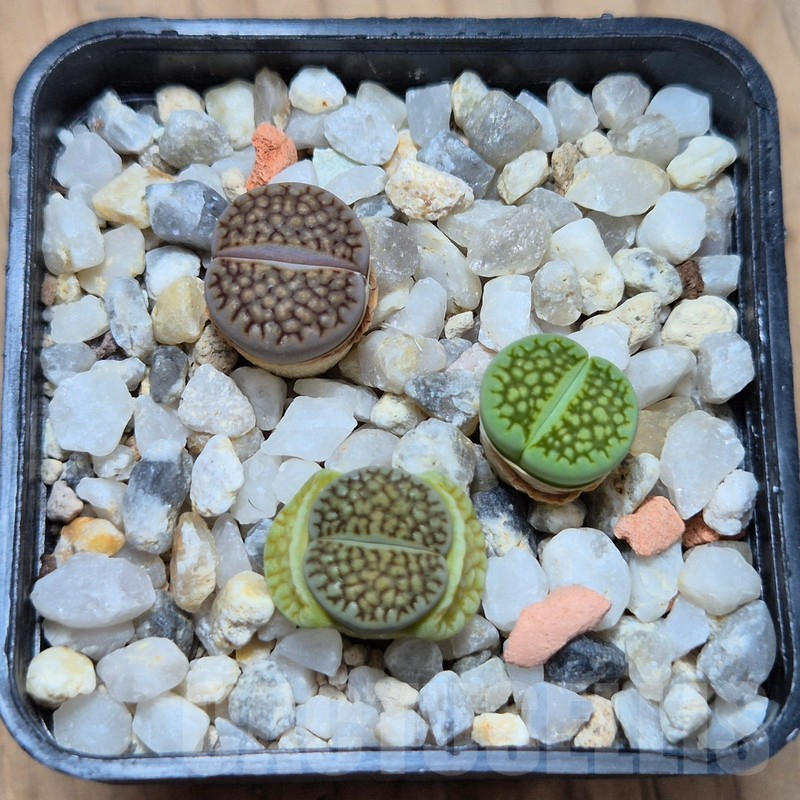 VVG4253 Lithops hallii 'Green' -Selected form- 3 plants , seedling - Image 2