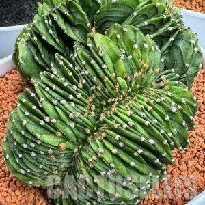 SHPR35891 Gymnocalycium friedrichii LB f. cristata, seedling