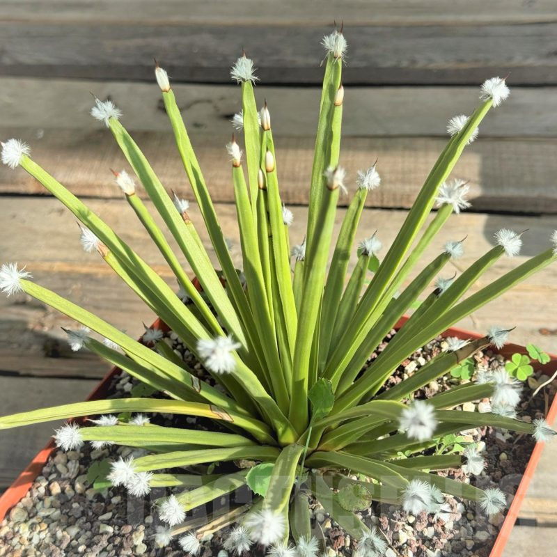 SH7577 Agave albopilosa