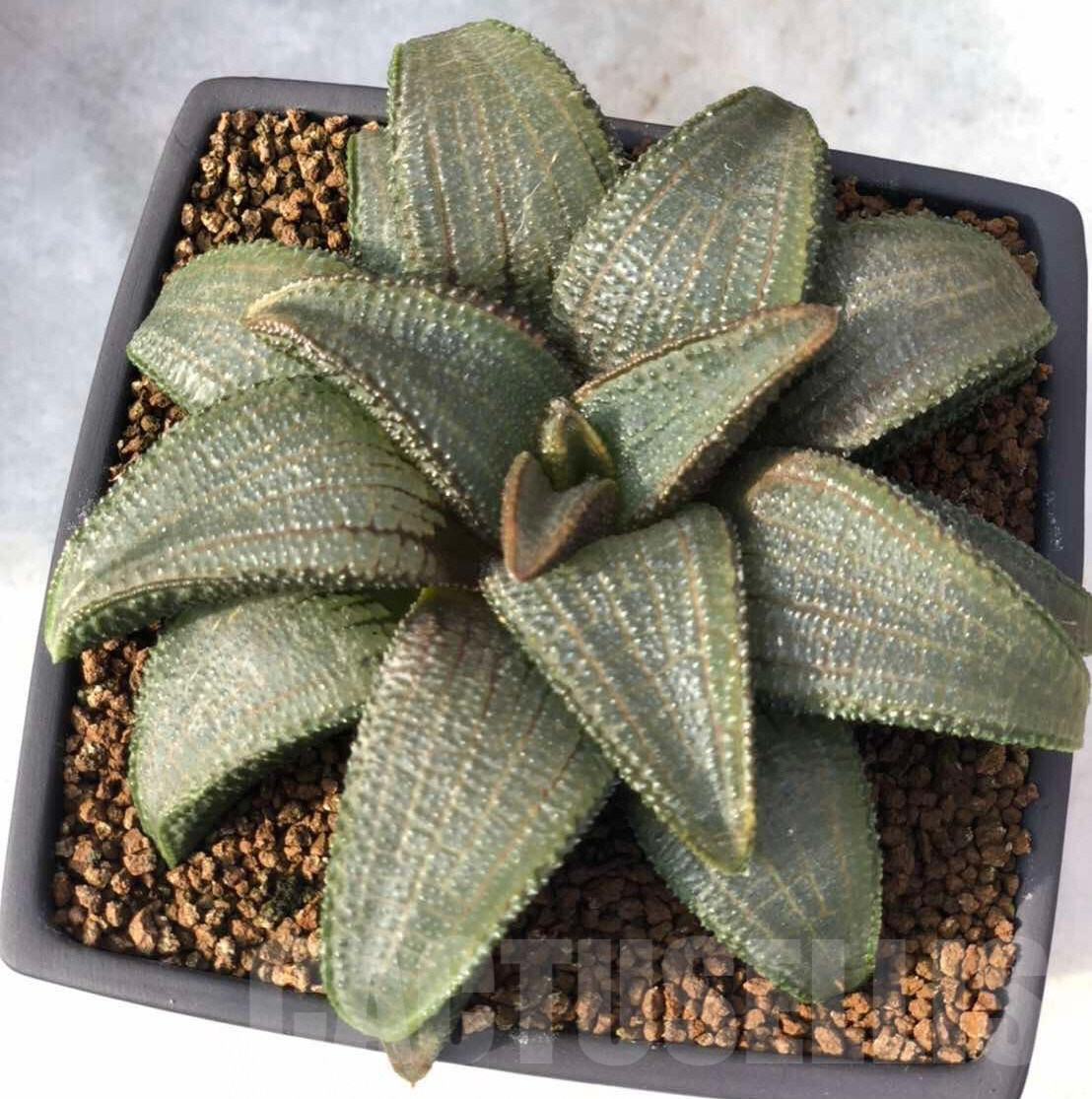 SHPR35755 Haworthia koelmaniorum CH-2