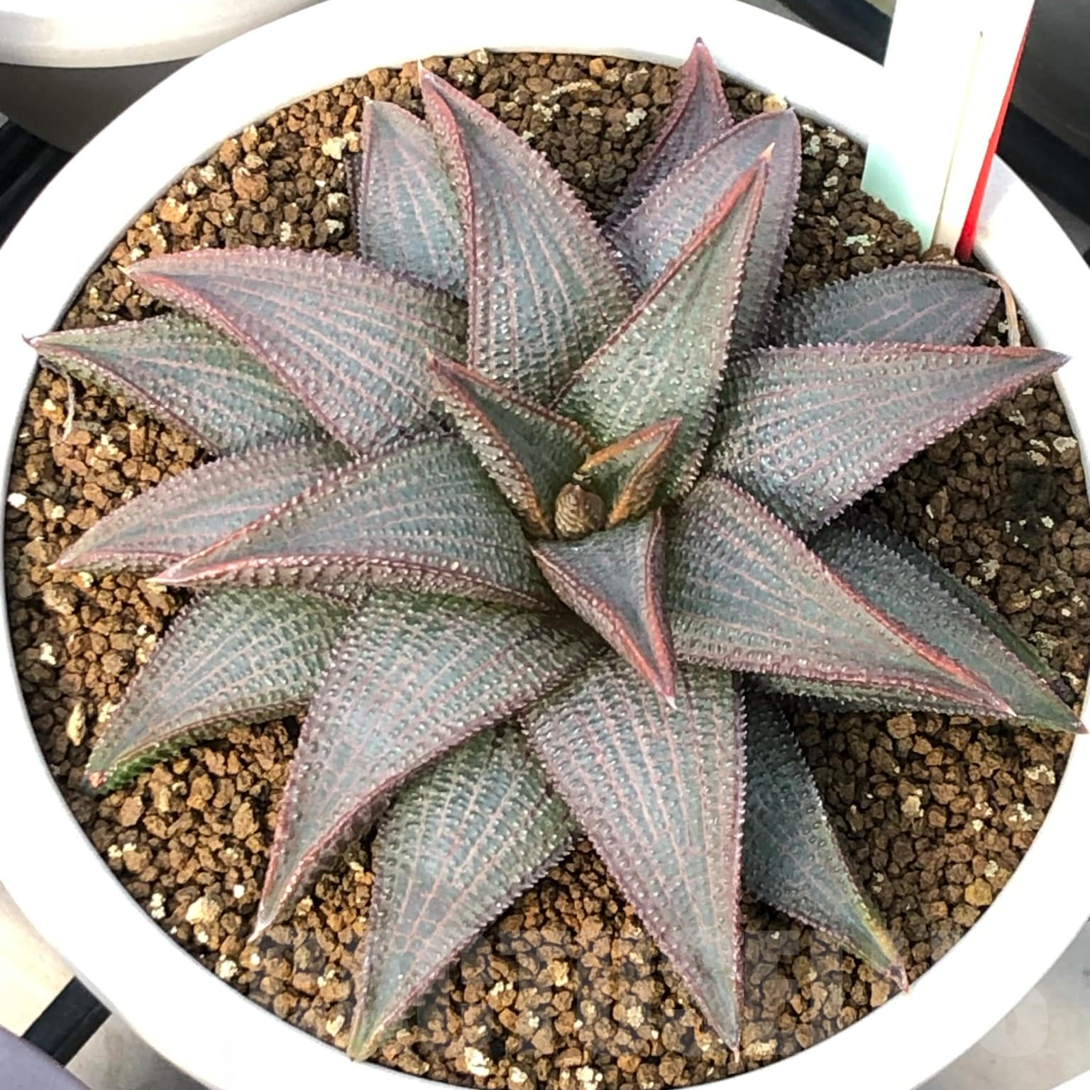SH5361 Haworthia koelmaniorum K-14