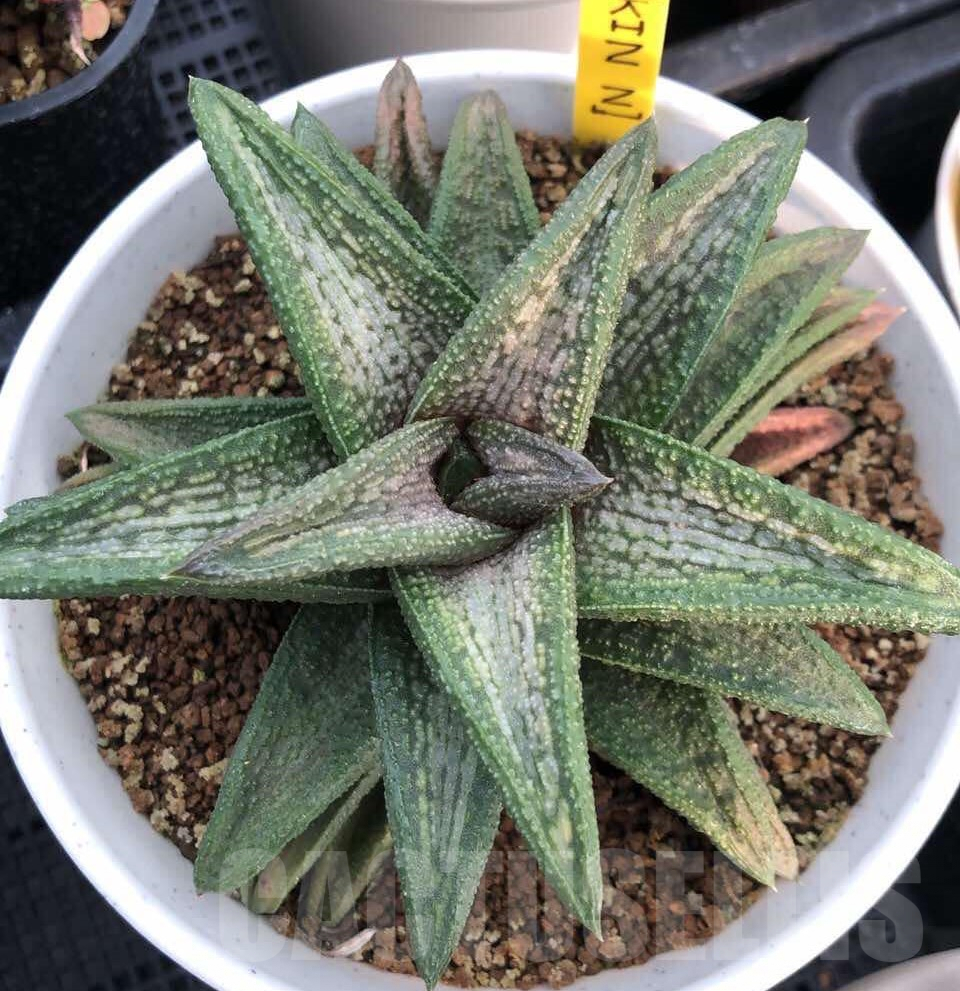SHPR35753 Haworthia 'Kin N'