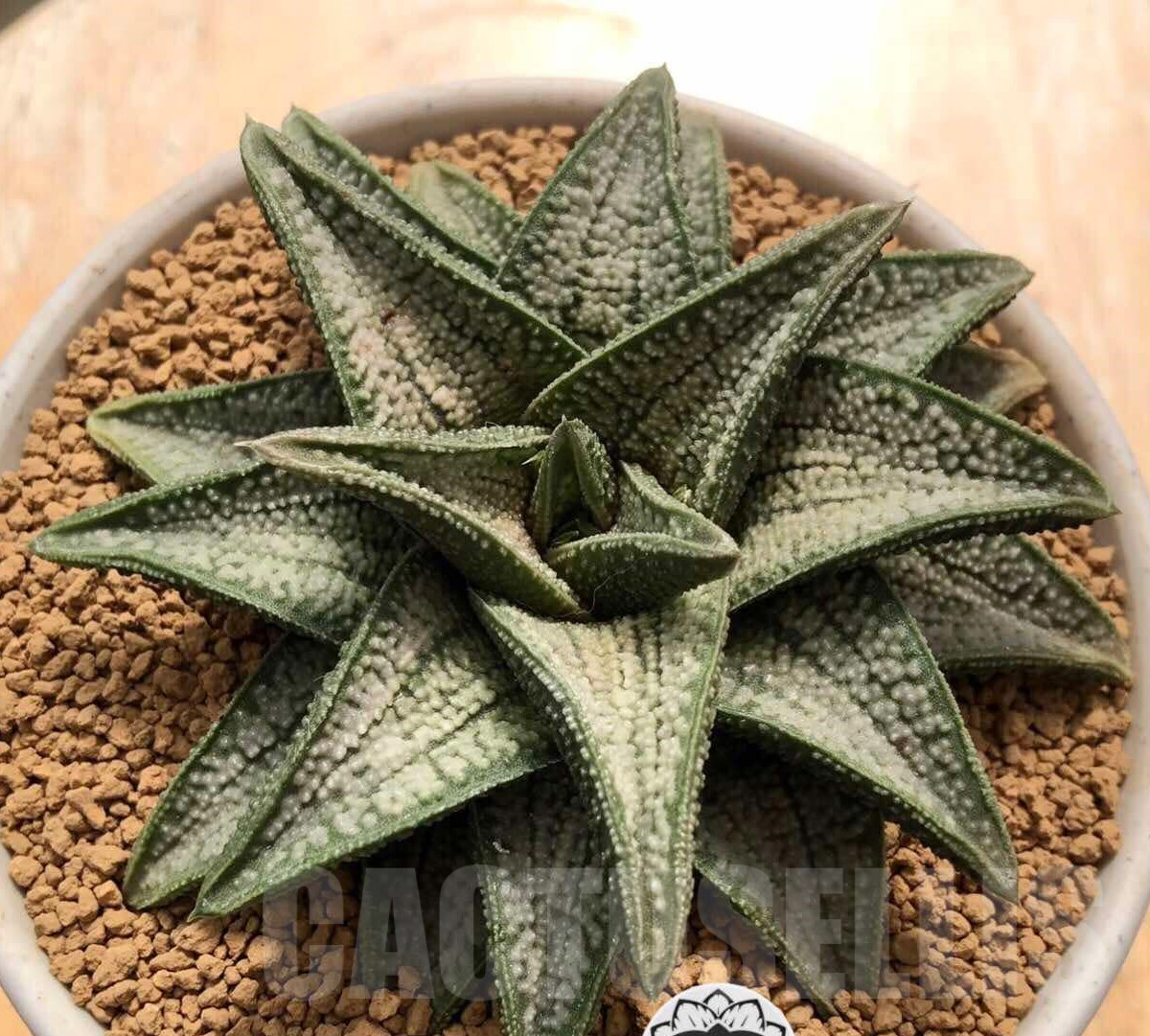 SHPR35764 Haworthia 'Silver Oak'