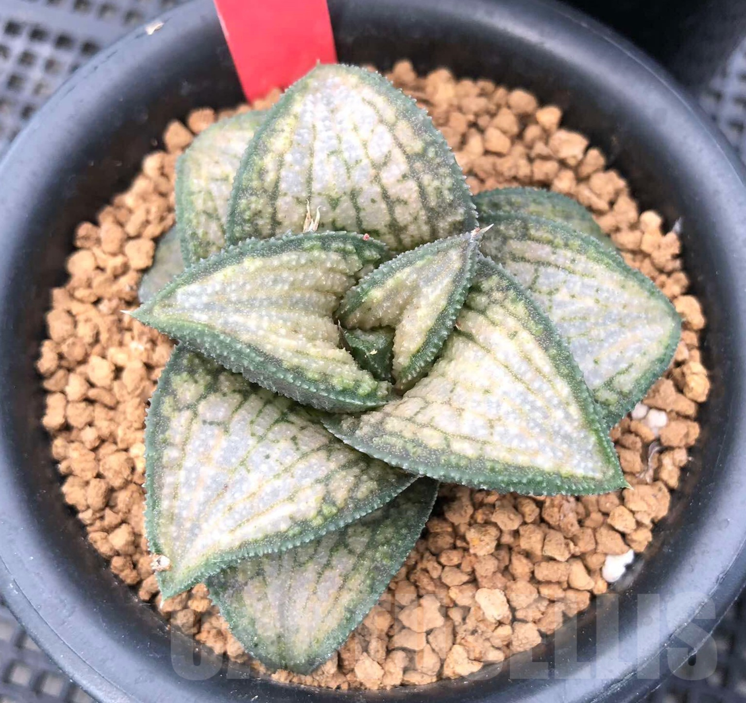 SHPR35750 Haworthia koelmaniorum hybrid T1