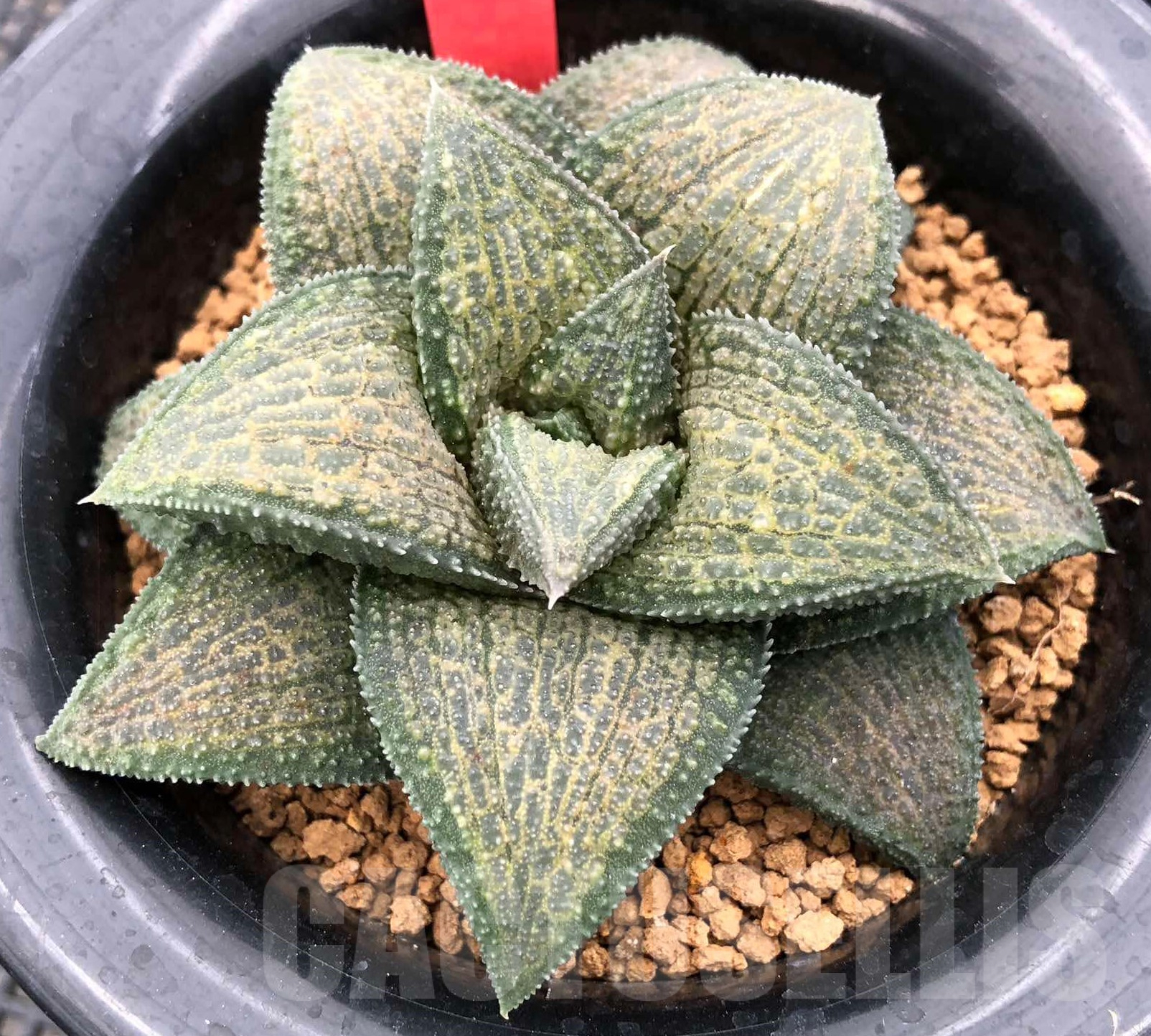 SHPR35741 Haworthia koelmaniorum hybrid T3
