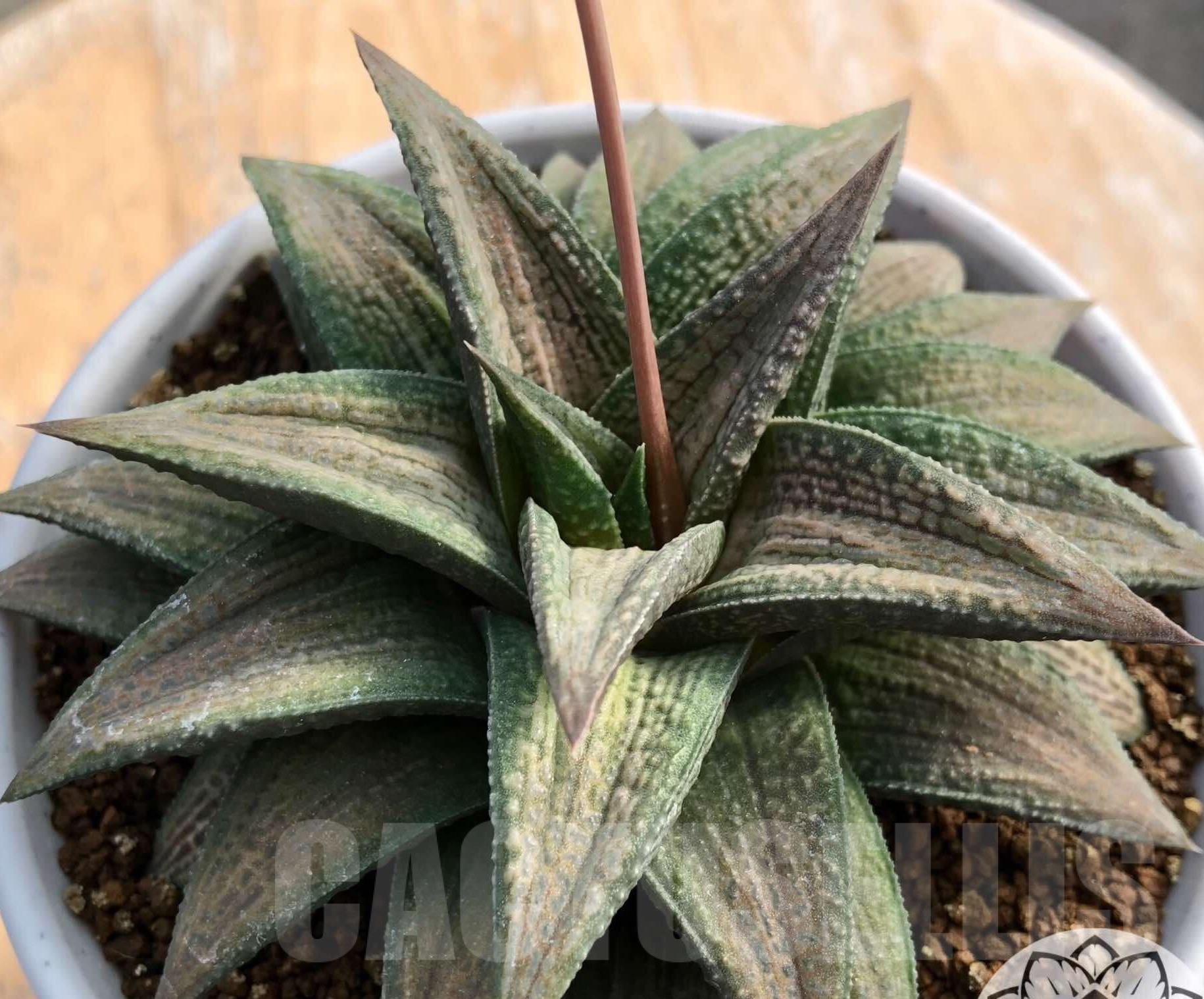 SHPR35773 Haworthia TB-1