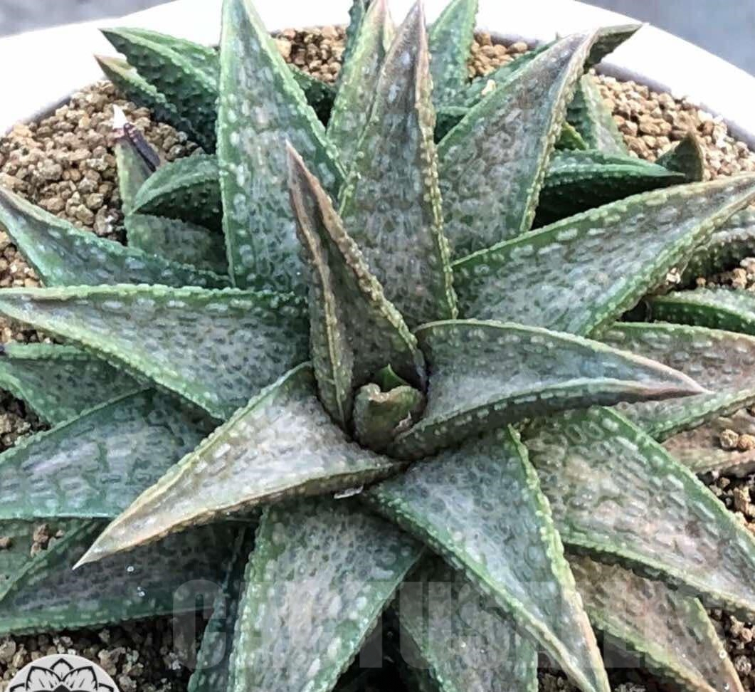 SHPR35748 Haworthia 'White Kin'