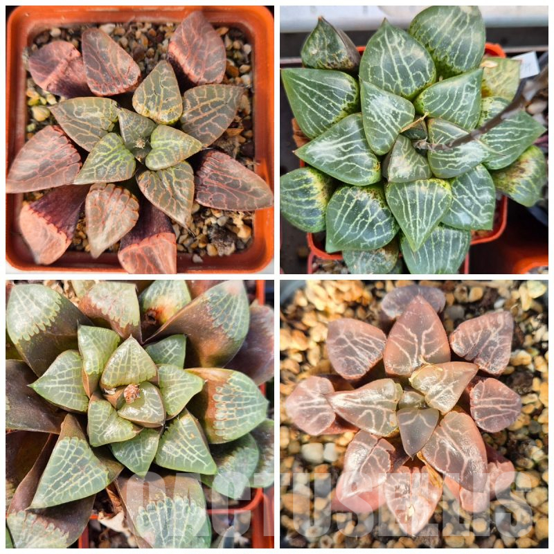 LOT579 10 SEEDS Haworthia comptoniana mix 2023 year