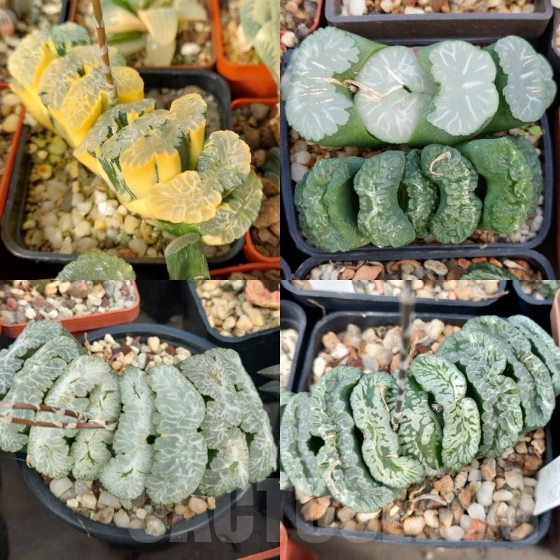 LOT751 10 SEEDS Haworthia truncata -Japan- mix x truncata f.variegata  2025