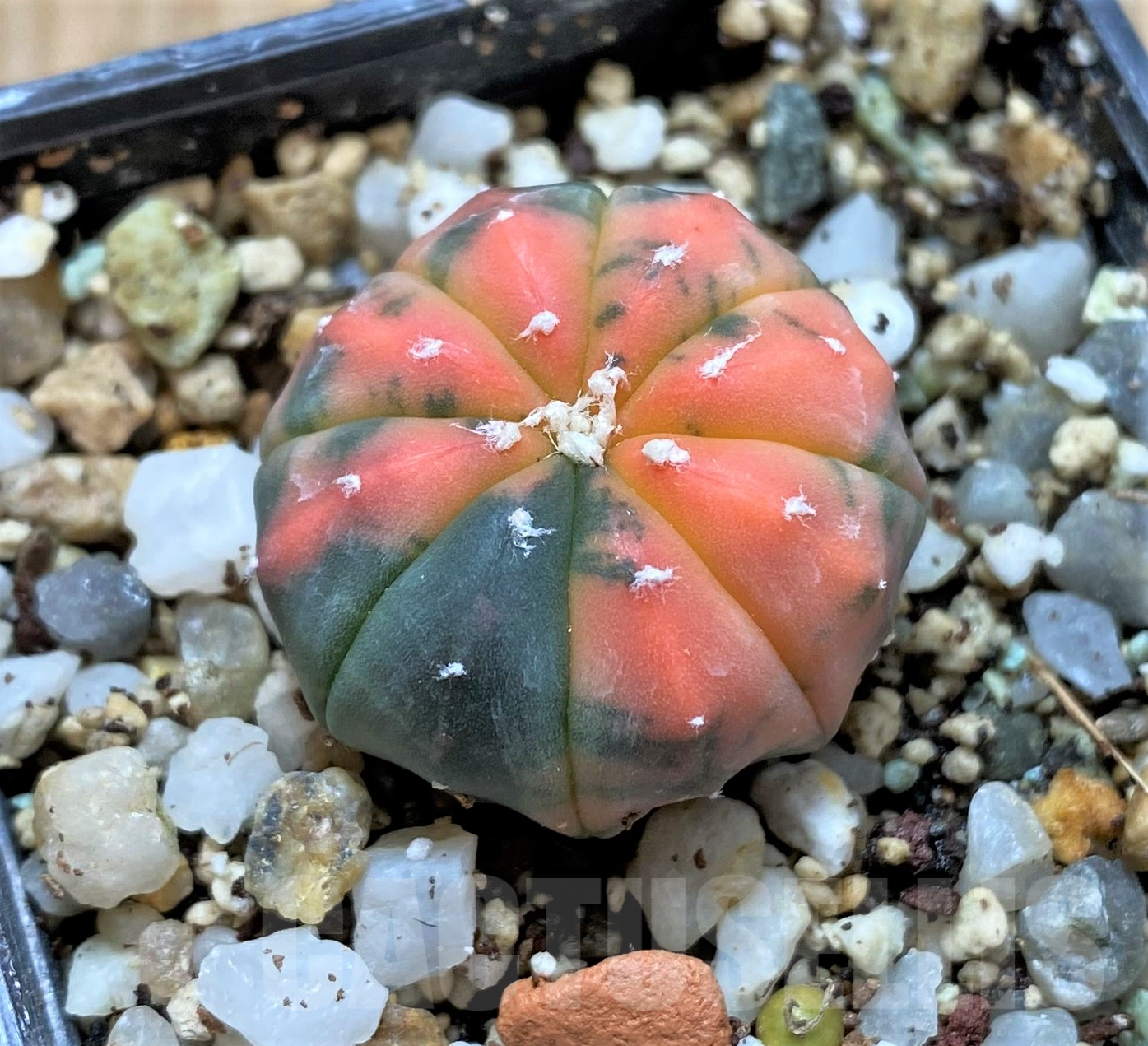 SHPR41749 Astrophytum asterias ‘Kikko Purple Skin Red’ - Image 2
