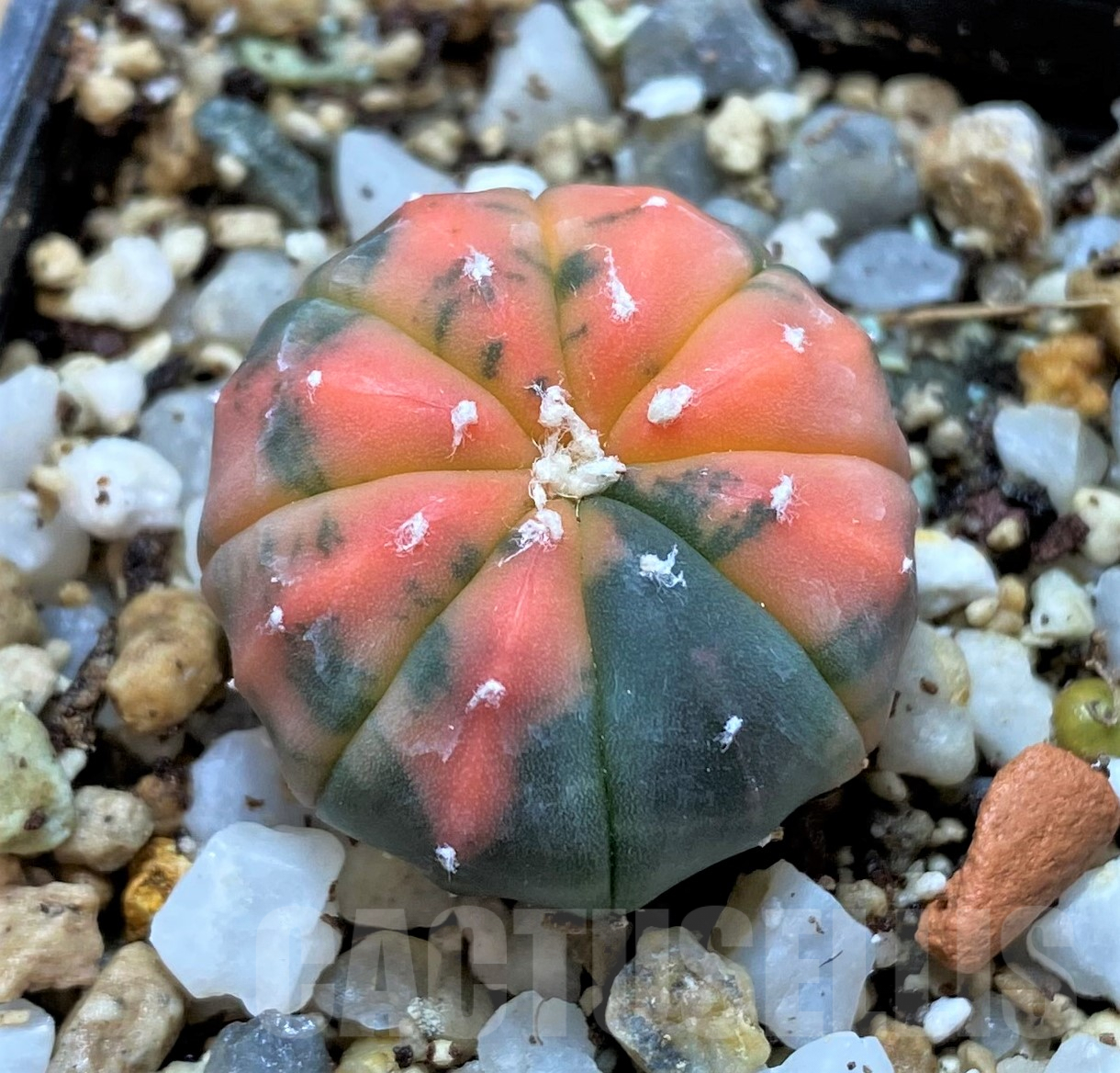 SHPR41749 Astrophytum asterias ‘Kikko Purple Skin Red’