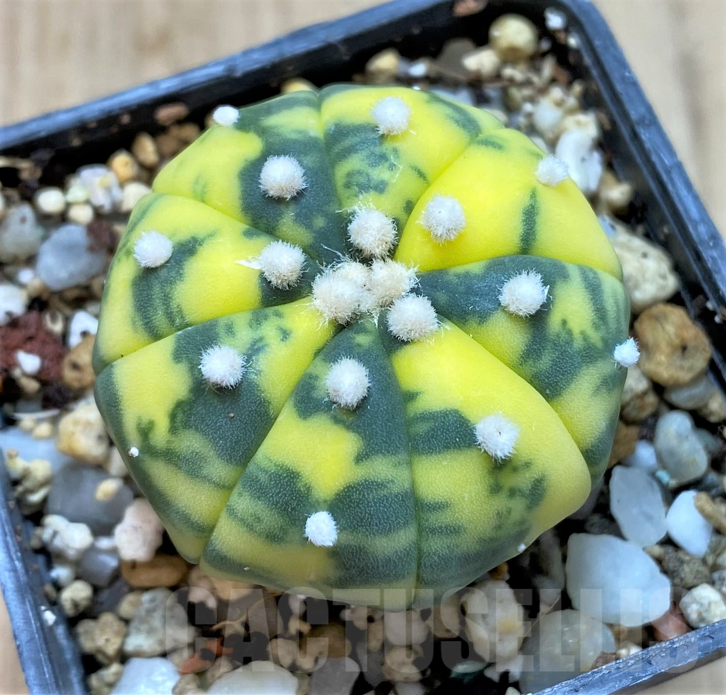 SHPR41750 Astrophytum asterias f.variegata