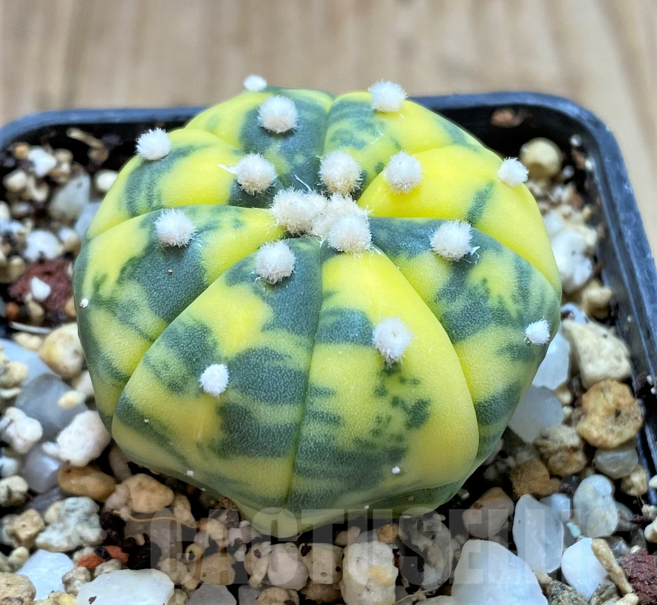 SHPR41750 Astrophytum asterias f.variegata – Bild 2