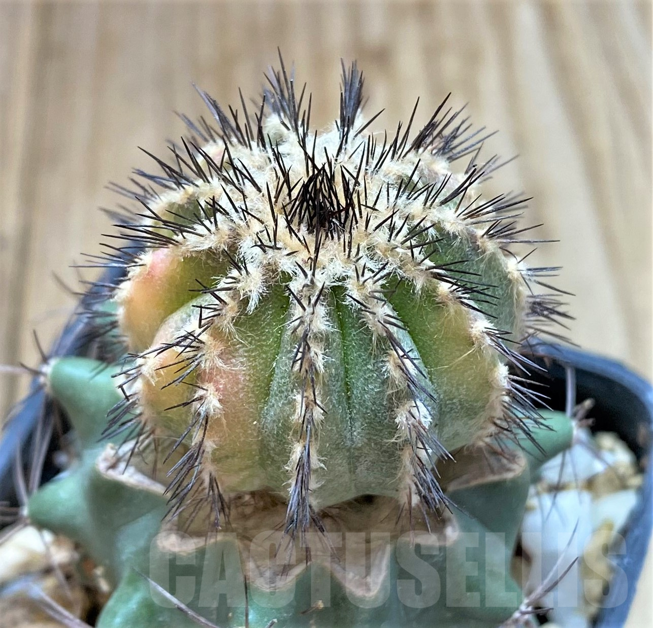 SHPR41758 Uebelmannia pectinifera f. variegata, grafted