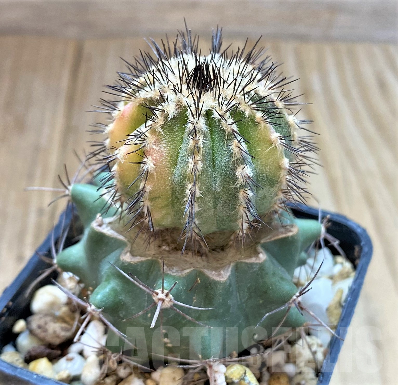 SHPR41758 Uebelmannia pectinifera f. variegata, grafted - Imagen 2