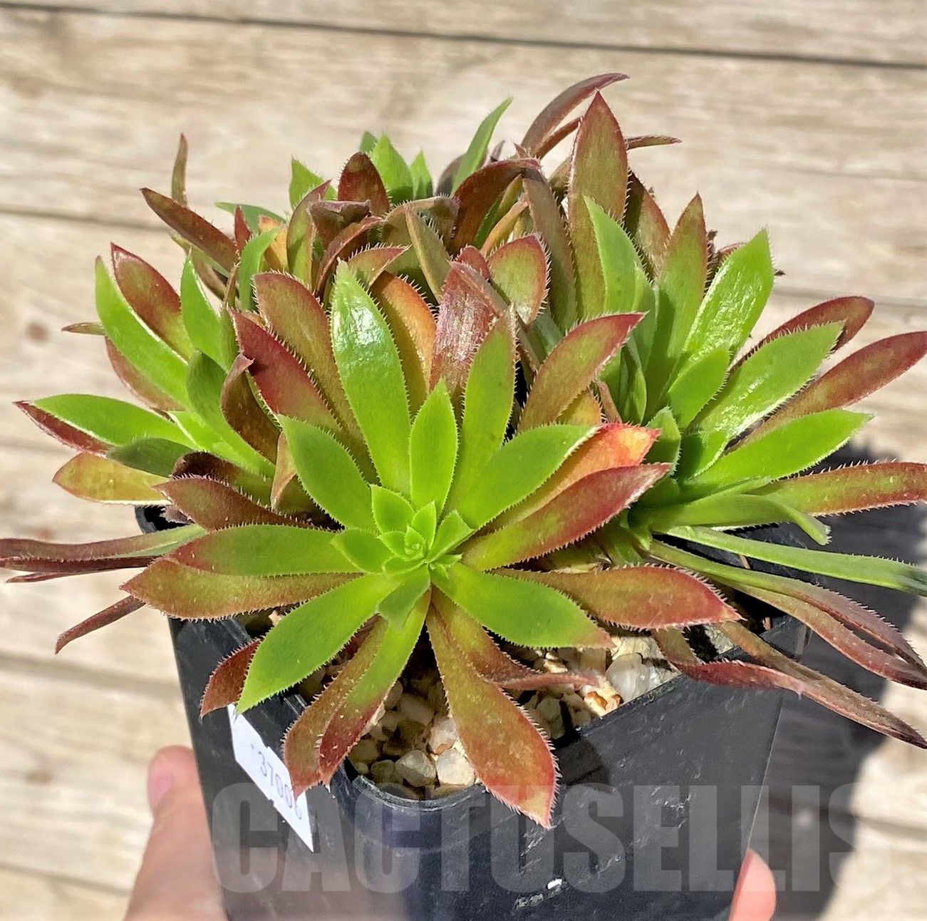 SHPR37006 Aeonium ‘Phoenix Flame’