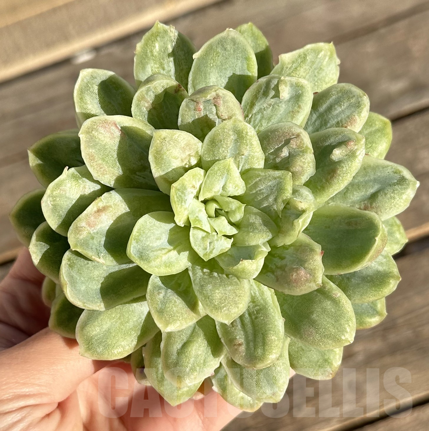 SHPR36339 Echeveria 'Hades'