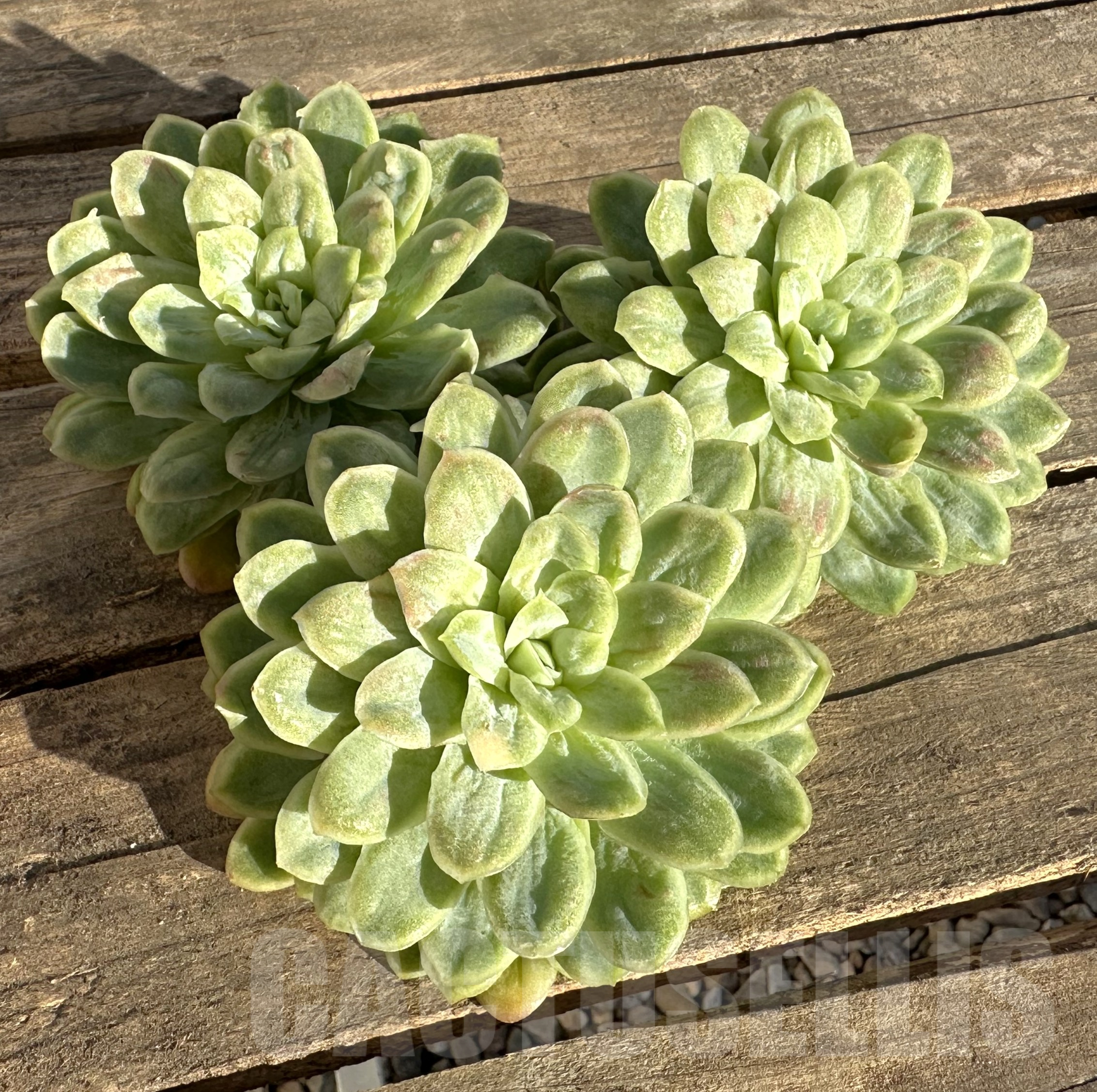 SHPR36339 Echeveria 'Hades' - Image 2