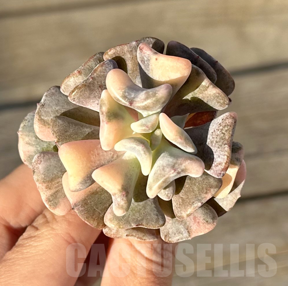 SHPR36341 Echeveria 'Snow Elf' f. variegata