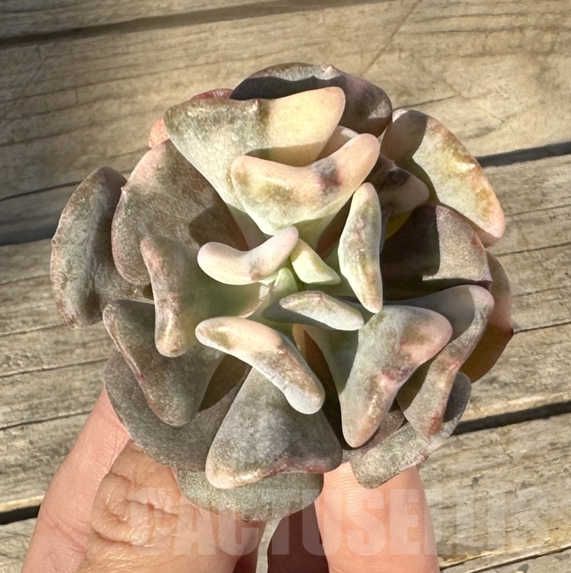 SHPR36342 Echeveria 'Snow Elf' f. variegata