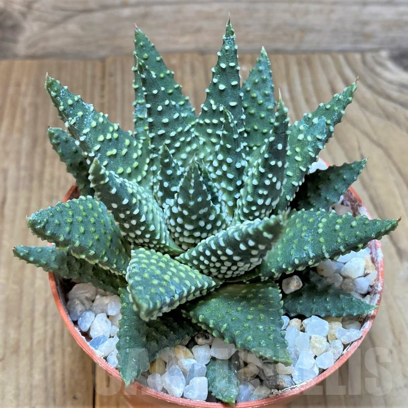 LOT754 20 SEEDS  Haworthia pumila mix , 2024