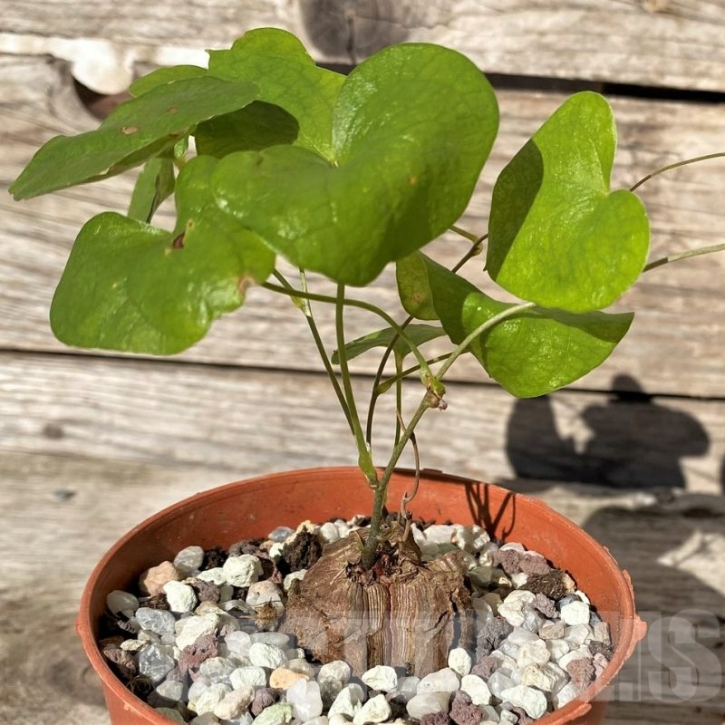 LOT29  20 SEEDS Dioscorea elephantipes, coudex succulent plant 2022