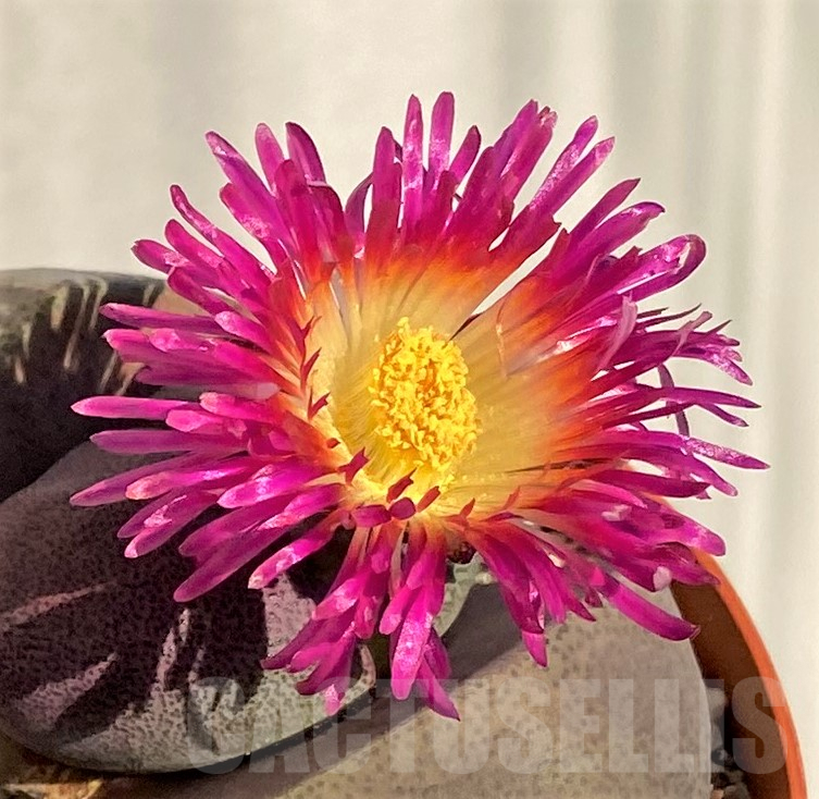 SL36608 Pleiospilos nelii rubra