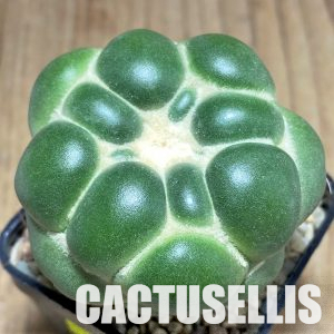 SHPR35988 Coryphantha elephantidens ‘inermis’