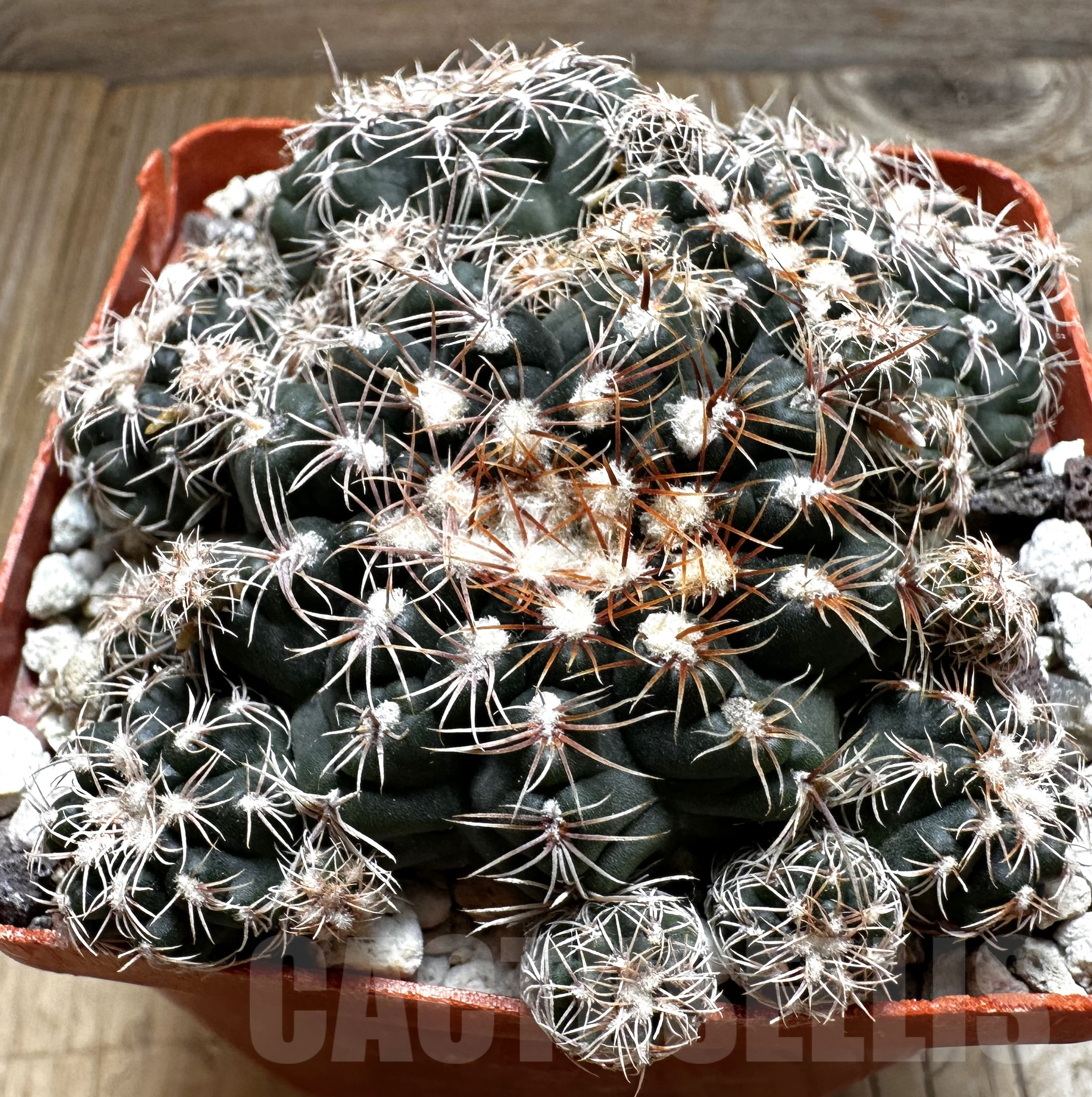 SHPR24083 Gymnocalycium bruchii