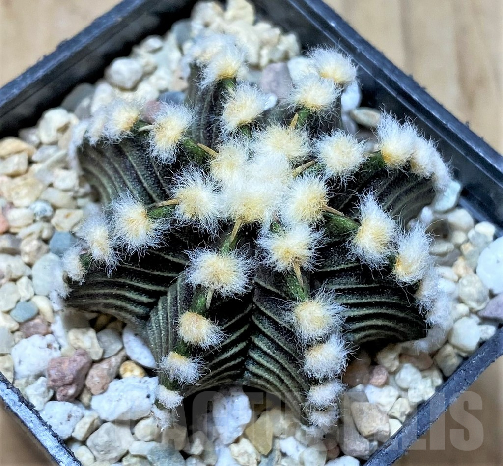SHPR35809 Gymnocalycium friedrichii VOS, select form