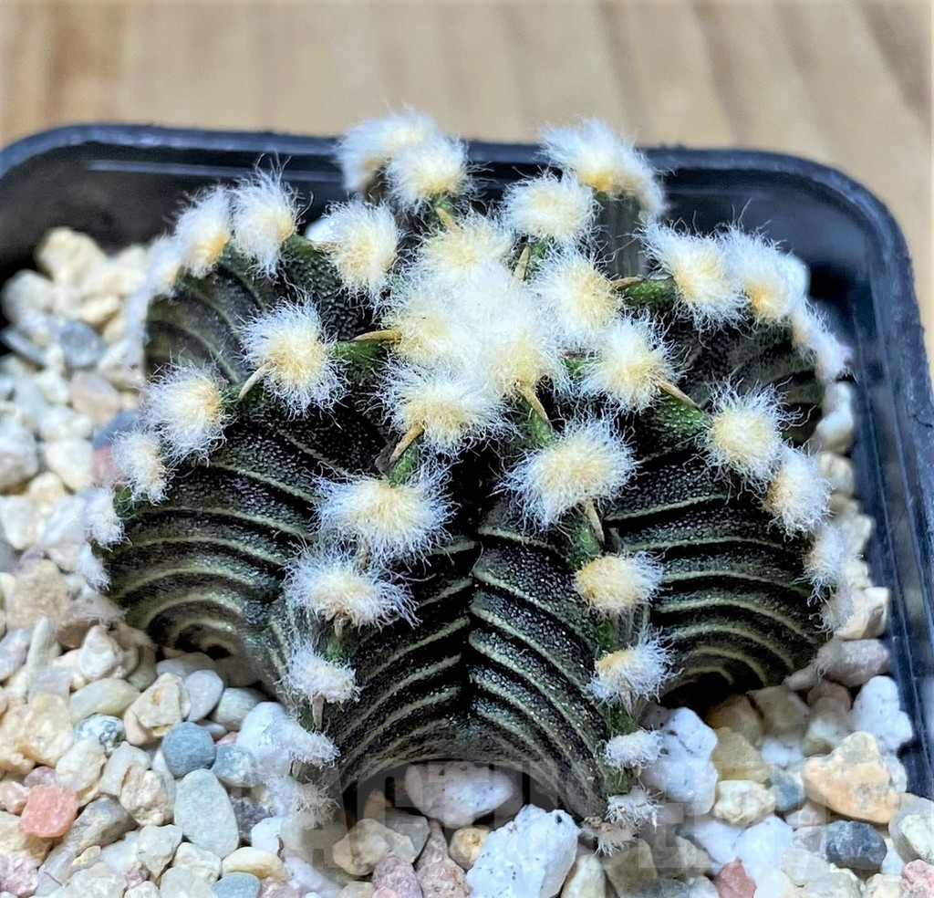 SHPR35809 Gymnocalycium friedrichii VOS, select form - Image 2