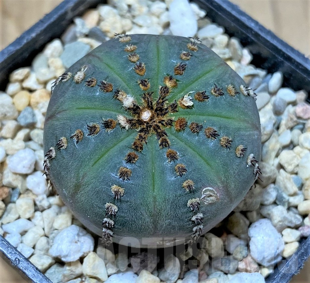 SHPR35811 Frailea asterioides 'Niten'