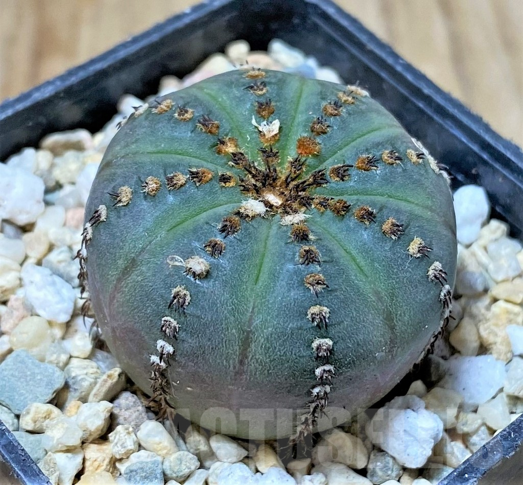 SHPR35811 Frailea asterioides 'Niten' - Image 2