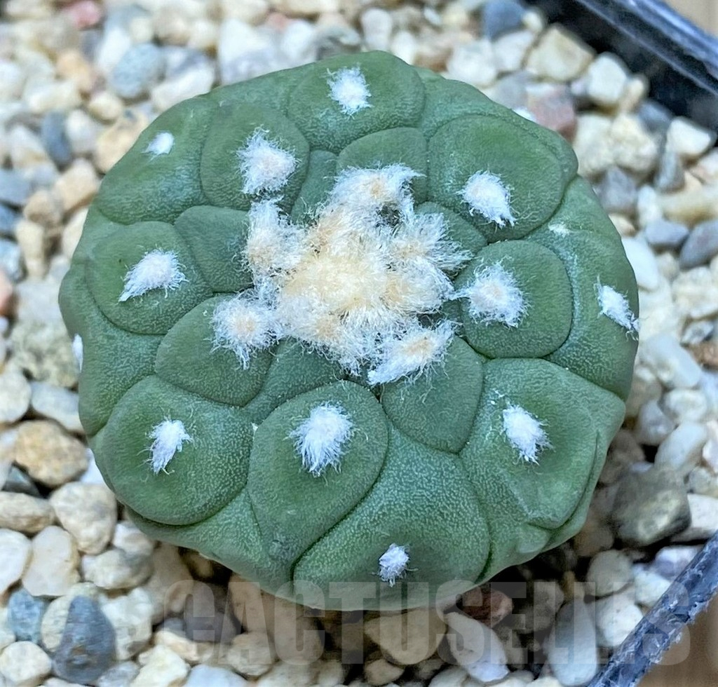 SHPR35817 Astrophytum asterias 'Kikko'