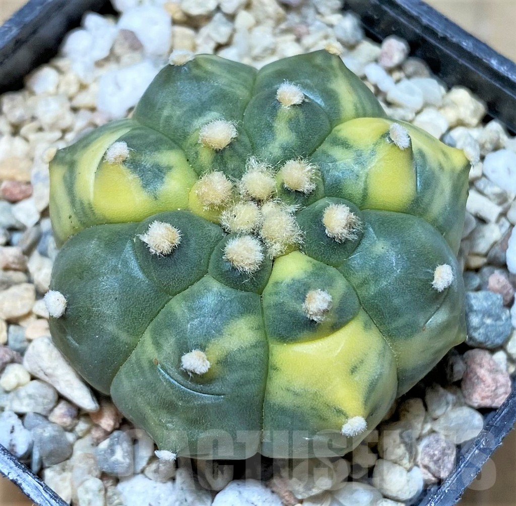 SHPR35818 Astrophytum asterias 'Kikko' f. variegata