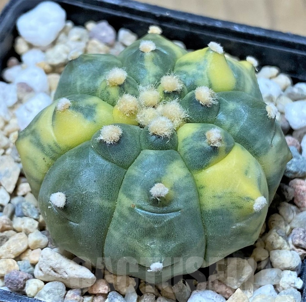 SHPR35818 Astrophytum asterias 'Kikko' f. variegata - Image 2