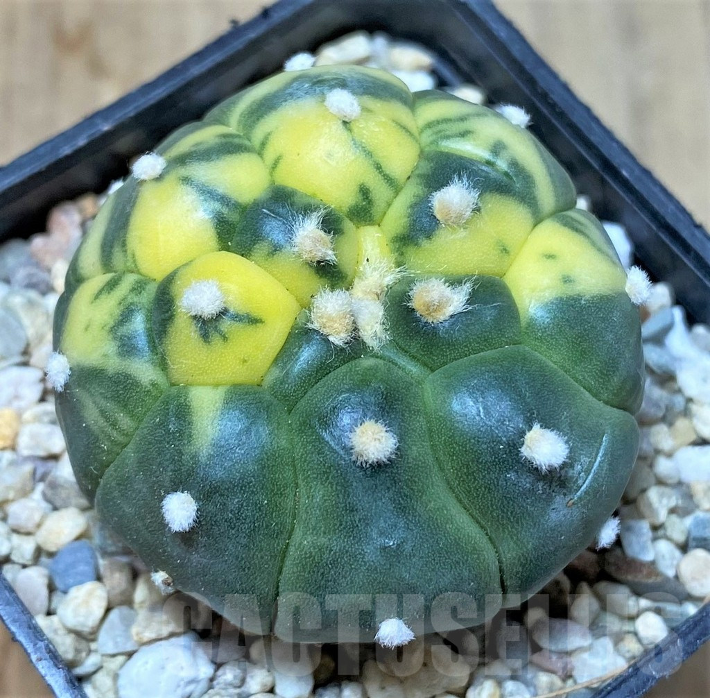 SHPR35819 Astrophytum asterias 'Kikko' f. variegata - Obrázek 2