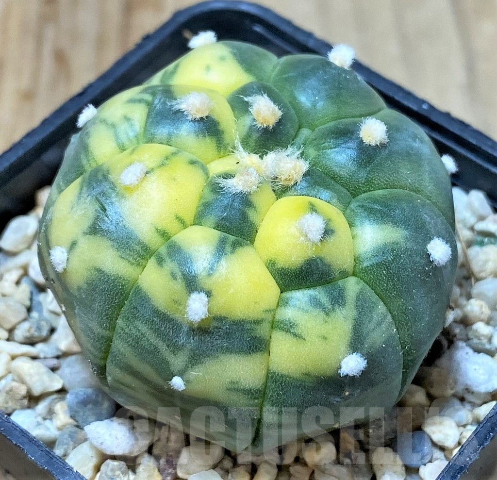 SHPR35819 Astrophytum asterias 'Kikko' f. variegata
