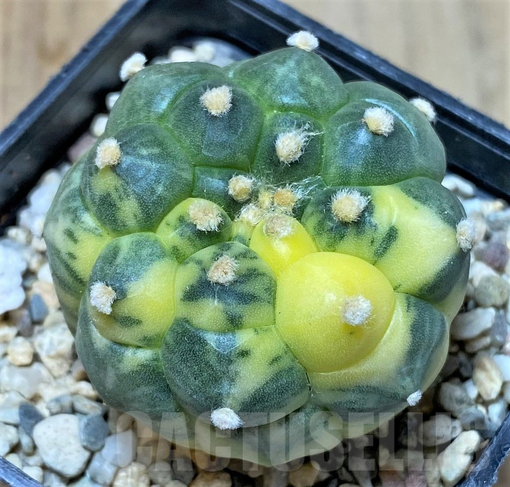 SHPR35820 Astrophytum asterias 'Kikko' f. variegata