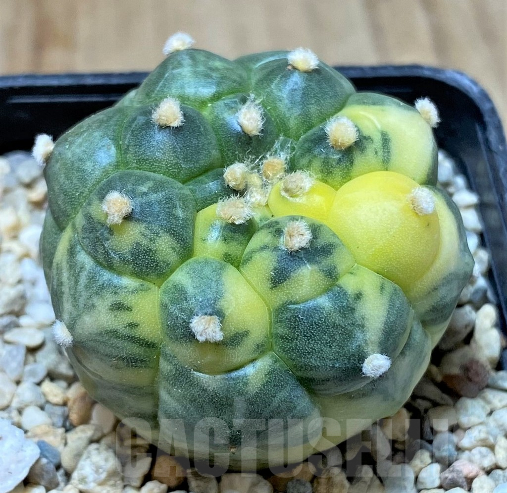 SHPR35820 Astrophytum asterias 'Kikko' f. variegata - Obrázek 2