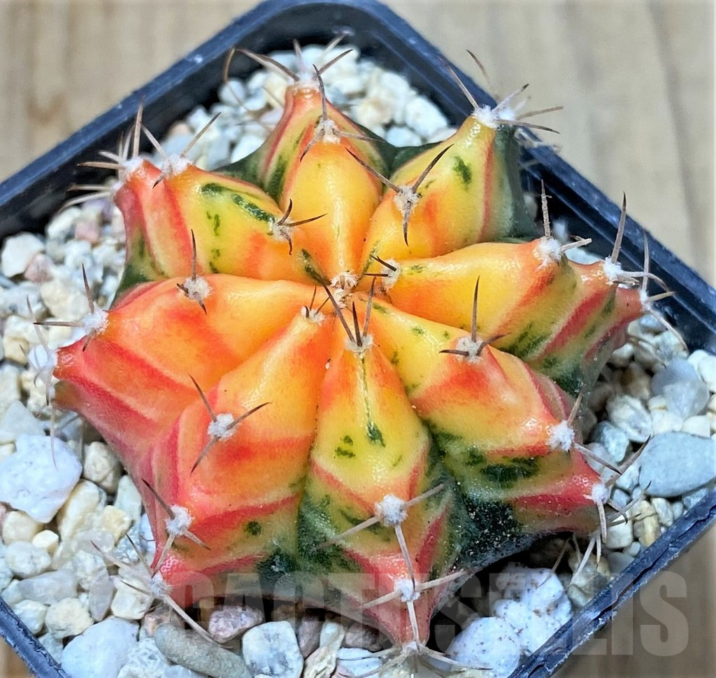 SHPR35780 Gymnocalycium mihanovichii f. variegata, seedling