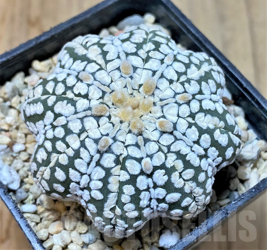 SHPR35825 Astrophytum asterias ‘Super Kabuto Star shape’