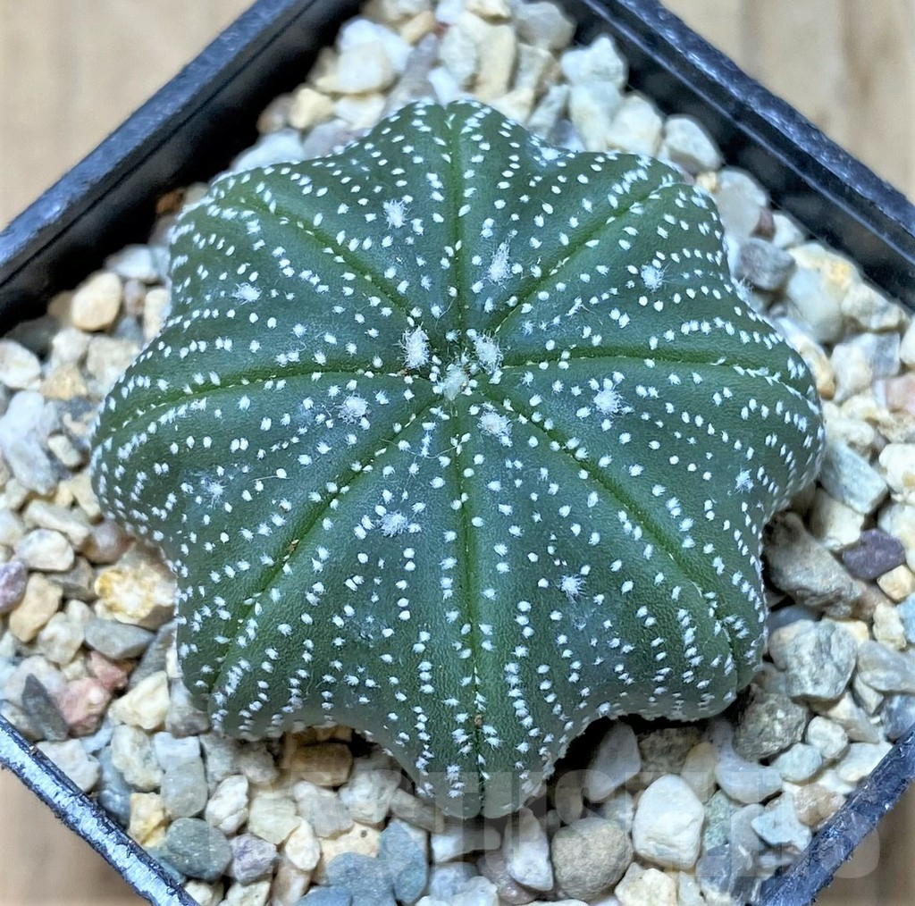SHPR35827 Astrophytum asterias ‘Star shape’