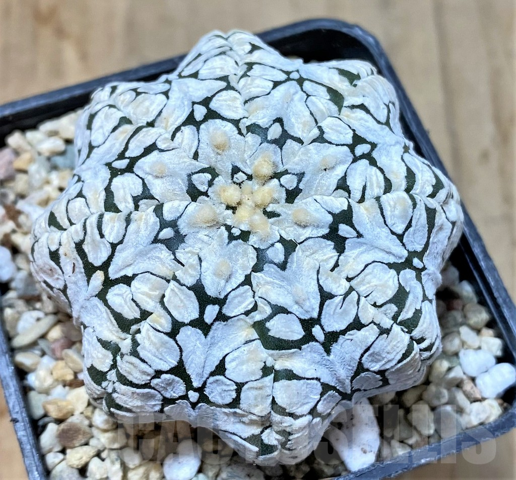 SHPR35828 Astrophytum asterias ‘Super Kabuto Star shape’ V-type