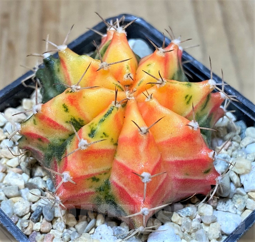 SHPR35780 Gymnocalycium mihanovichii f. variegata, seedling - Obrázek 2