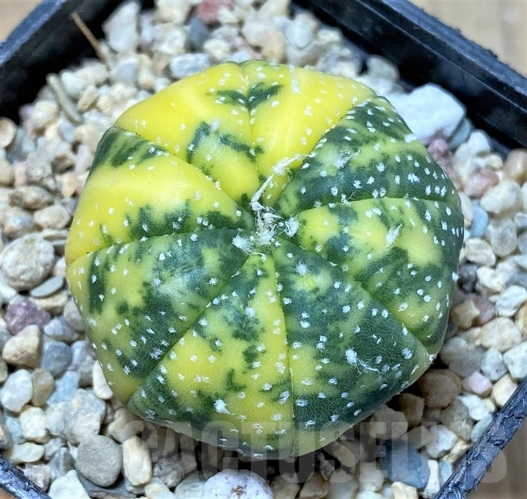 SHPR35831 Astrophytum asterias f. variegata