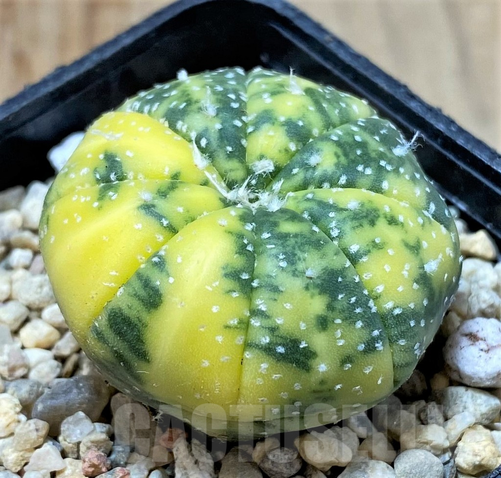 SHPR35831 Astrophytum asterias f. variegata - Image 2