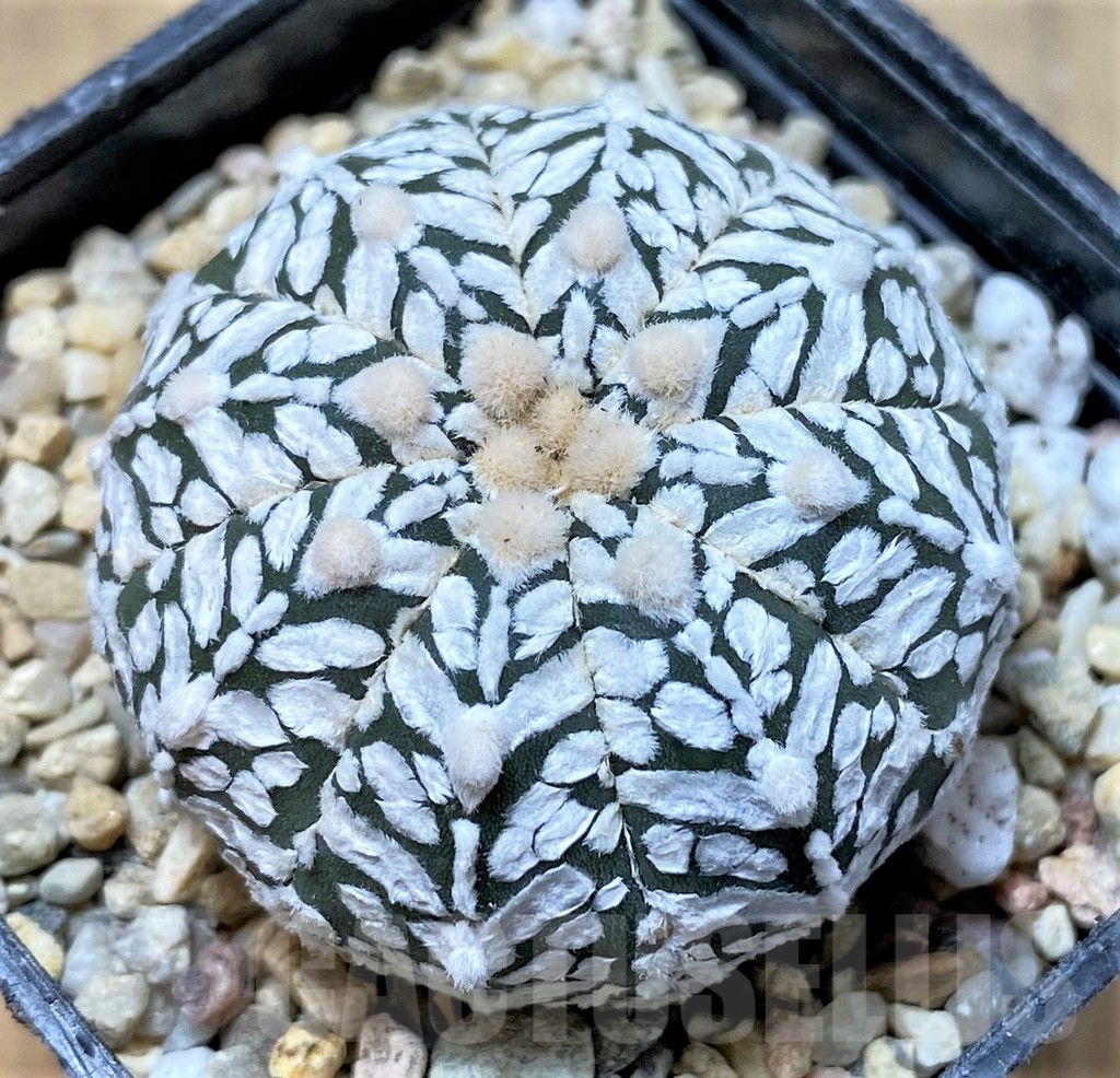SHPR35835 Astrophytum asterias 'Super Kabuto' V-type
