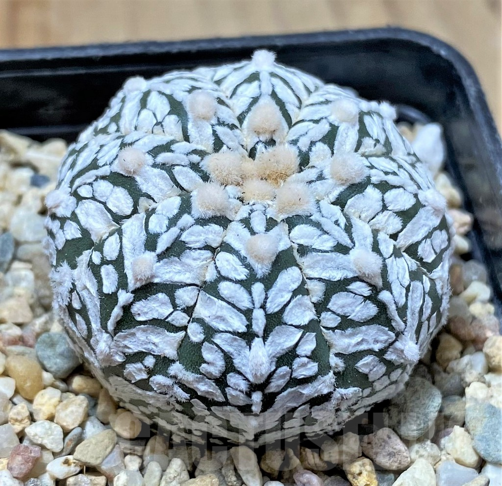 SHPR35835 Astrophytum asterias 'Super Kabuto' V-type - Image 2