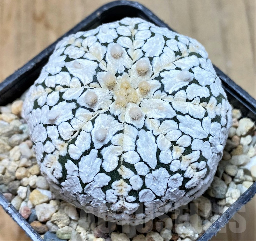 SHPR35836 Astrophytum asterias 'Super Kabuto' V-type